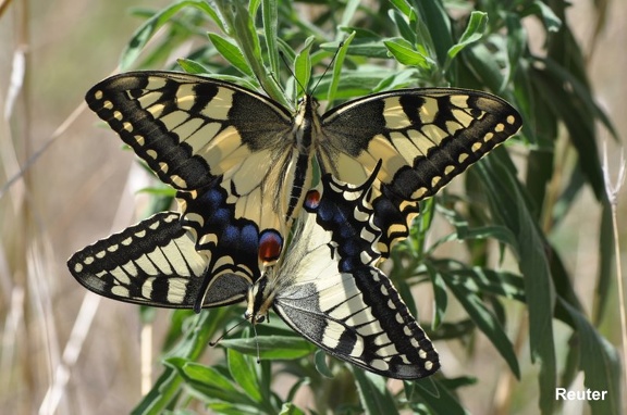 Schwalbenschwanz (Papilio machaon)